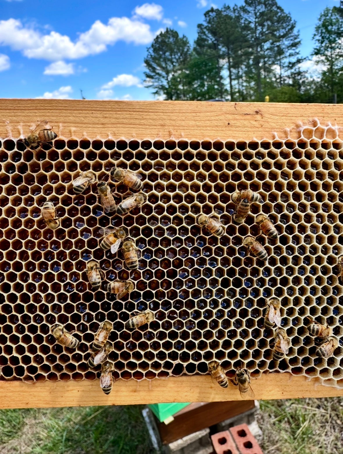 Honey Tasting Flight