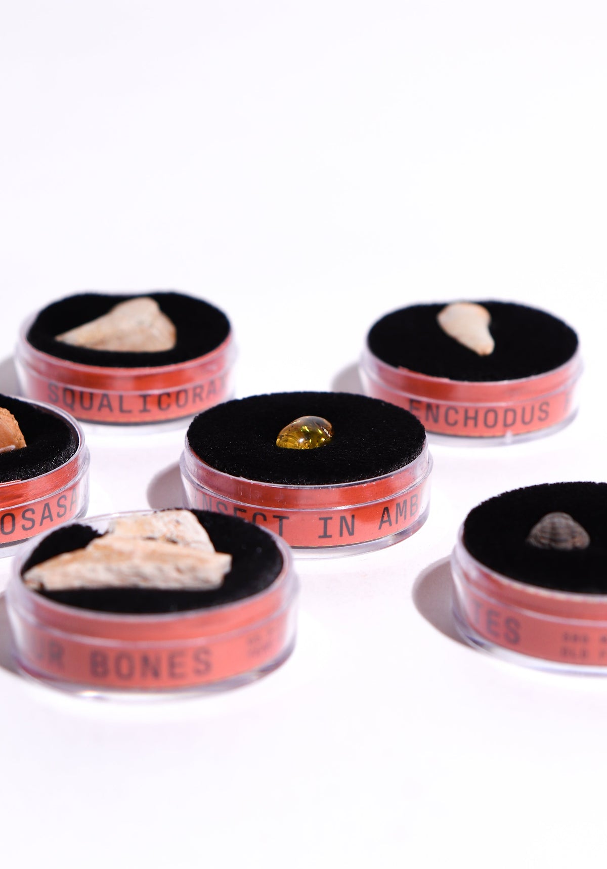 Fossil Blind Bag