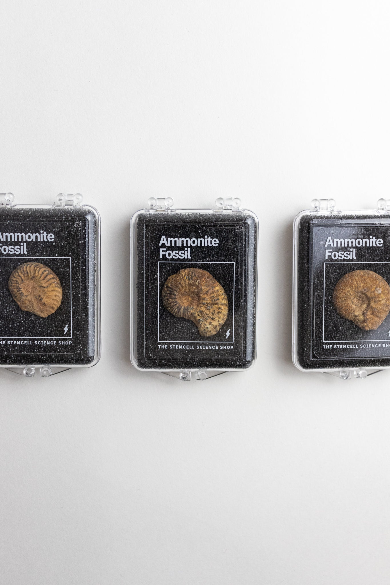 Ammonite Fossil