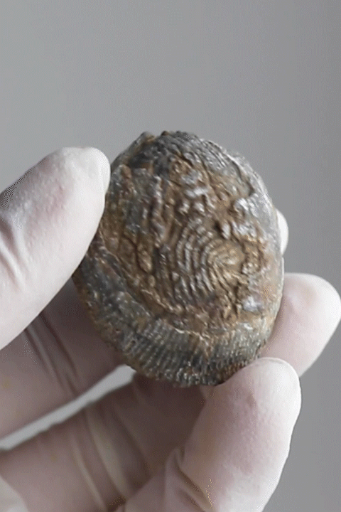 Brachiopod Fossil