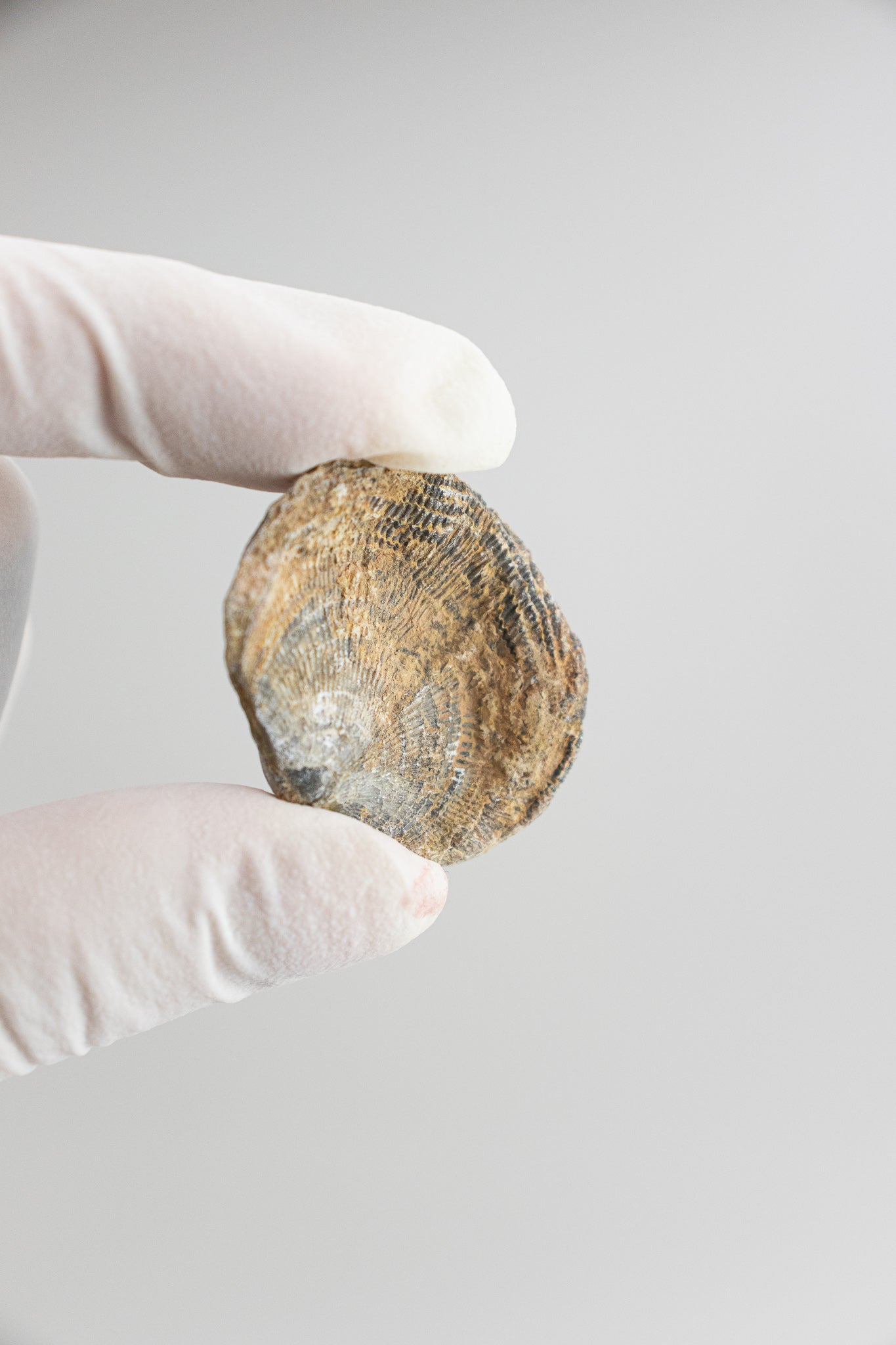 Brachiopod Fossil