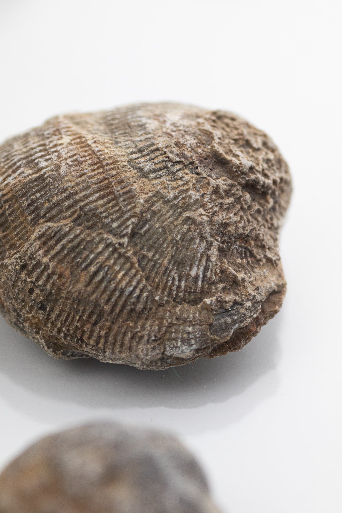 Brachiopod Fossil