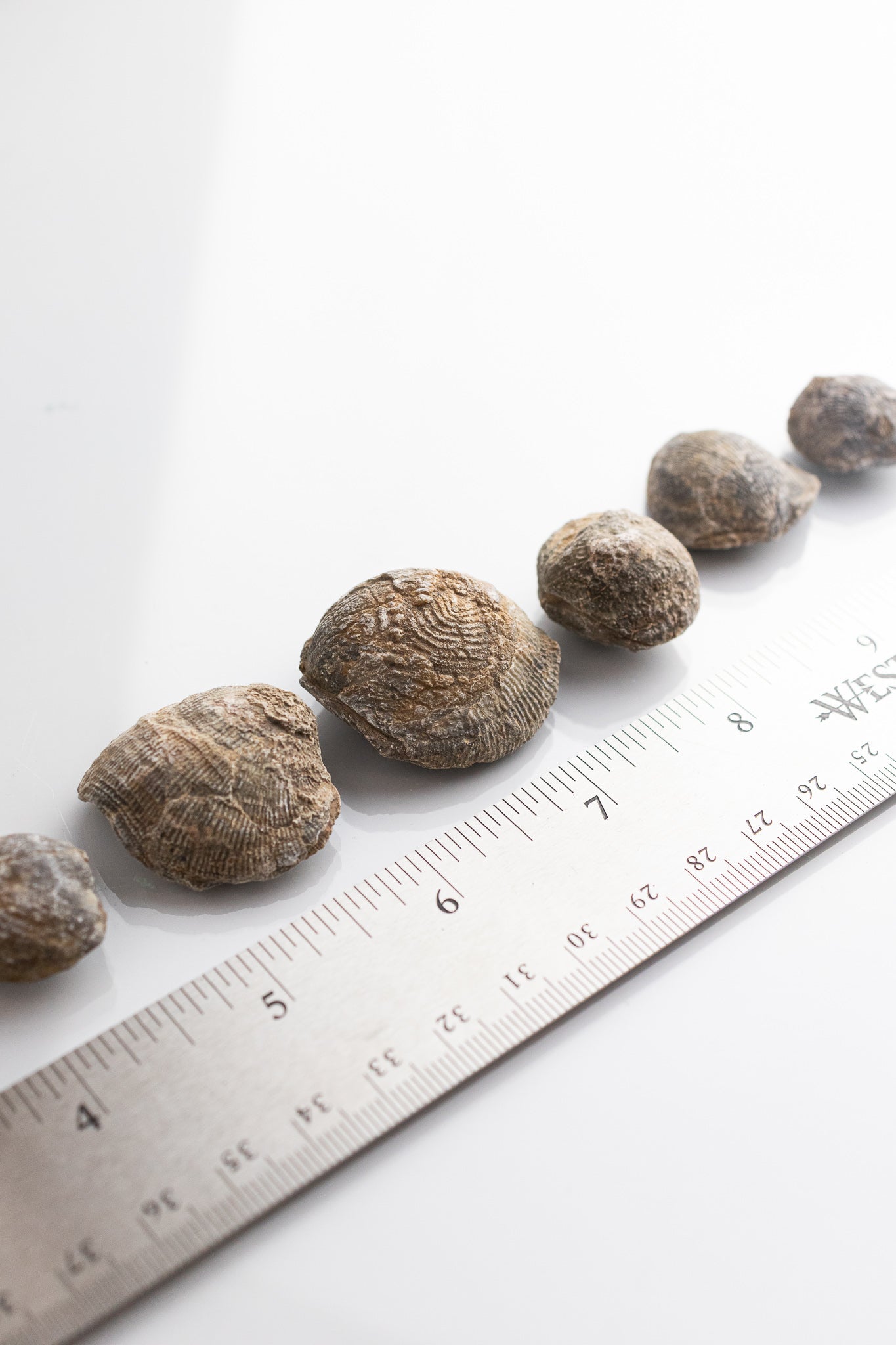 Brachiopod Fossil