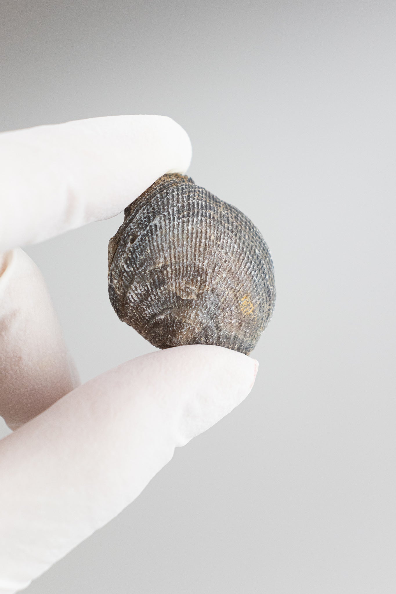 Brachiopod Fossil