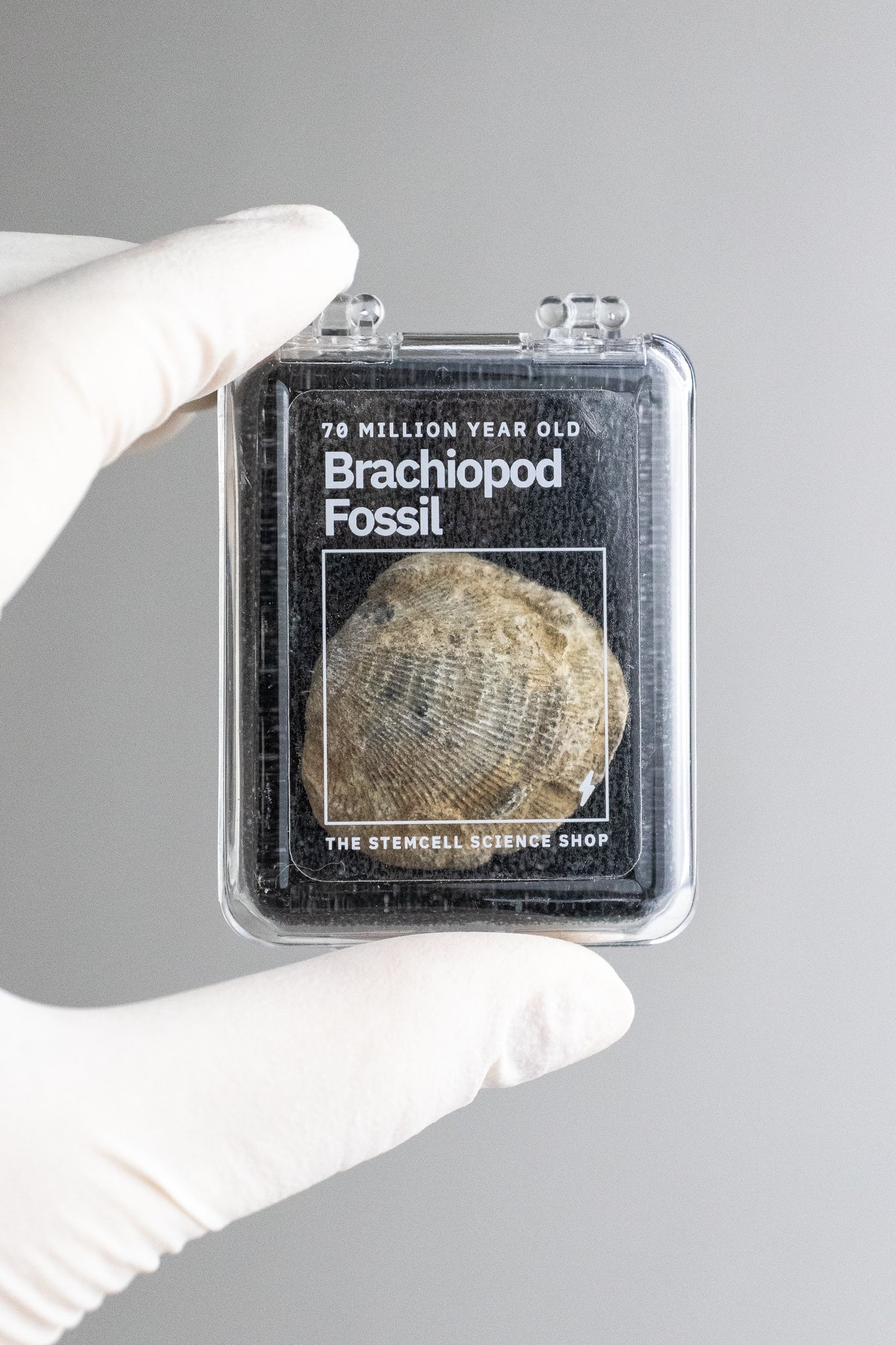 Brachiopod Fossil