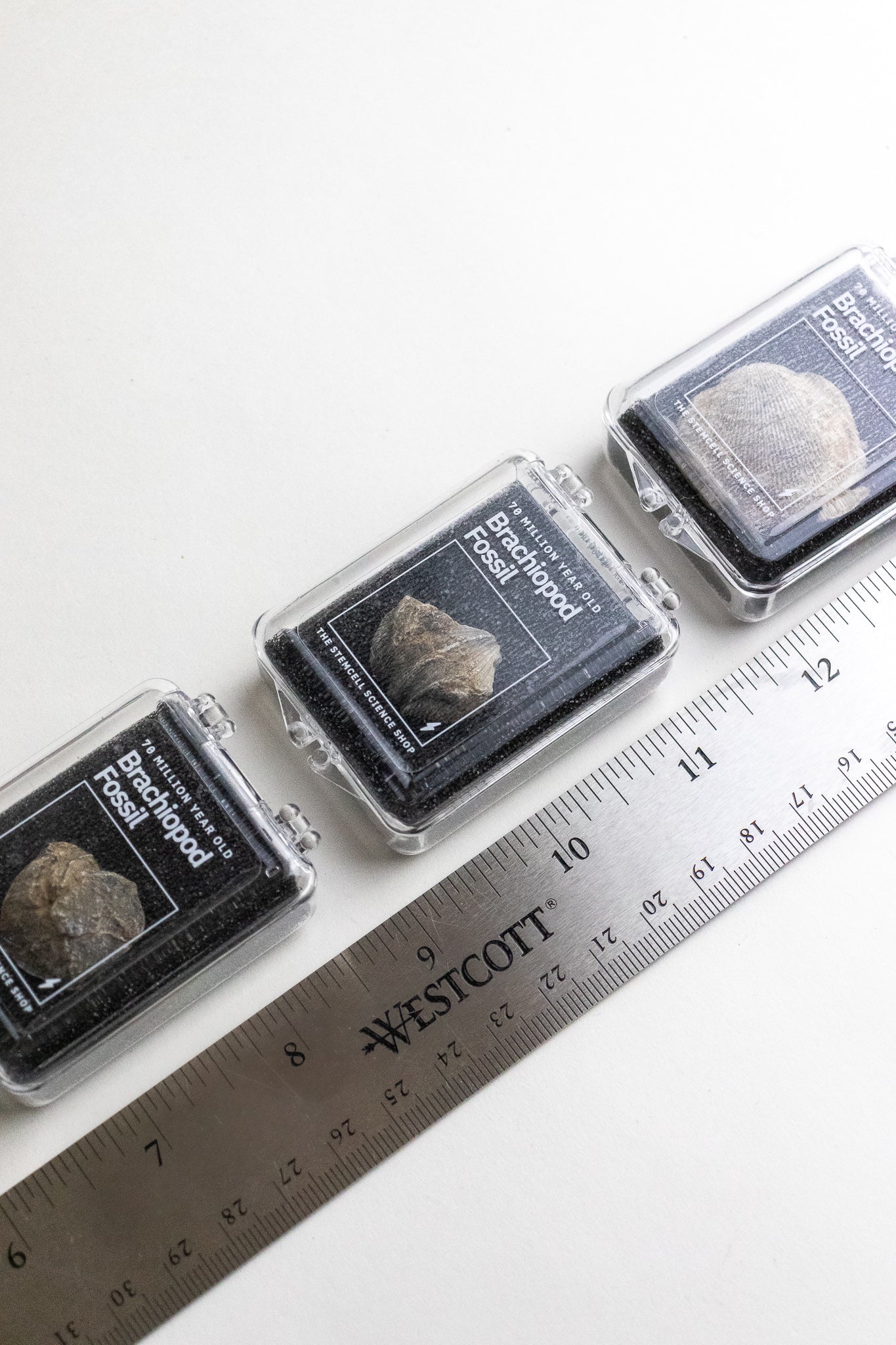 Brachiopod Fossil