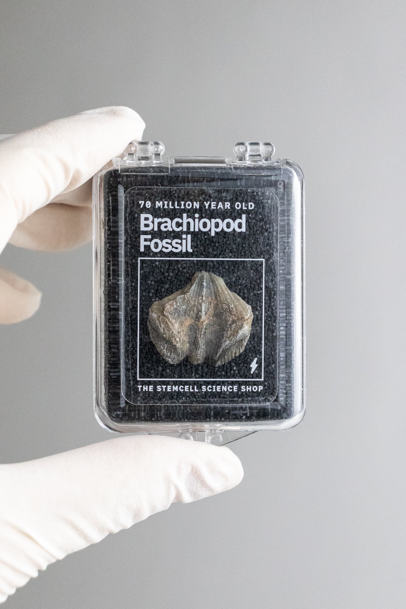 Brachiopod Fossil