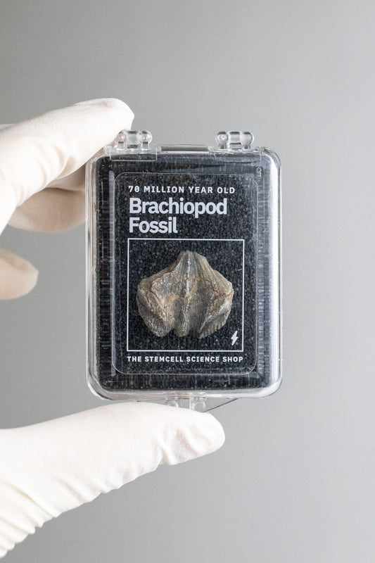 Brachiopod Fossil