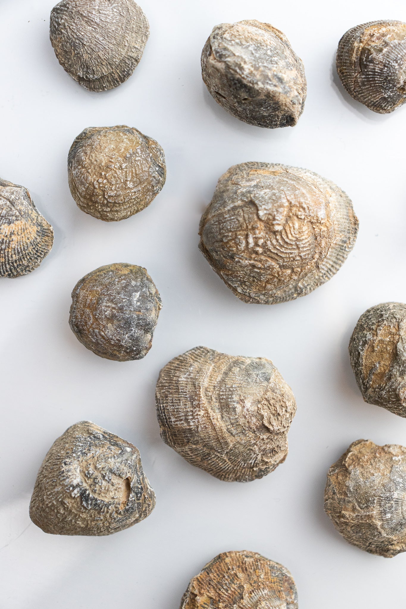 Brachiopod Fossil