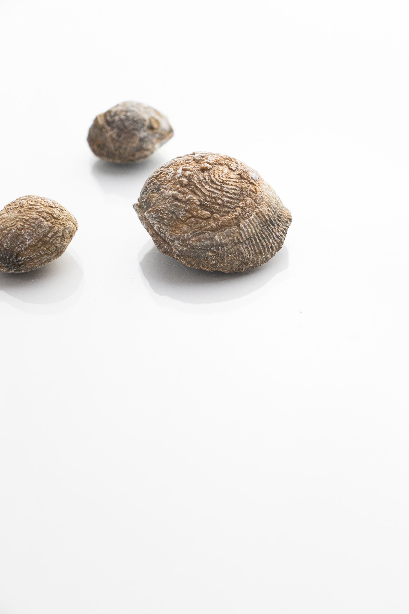 Brachiopod Fossil