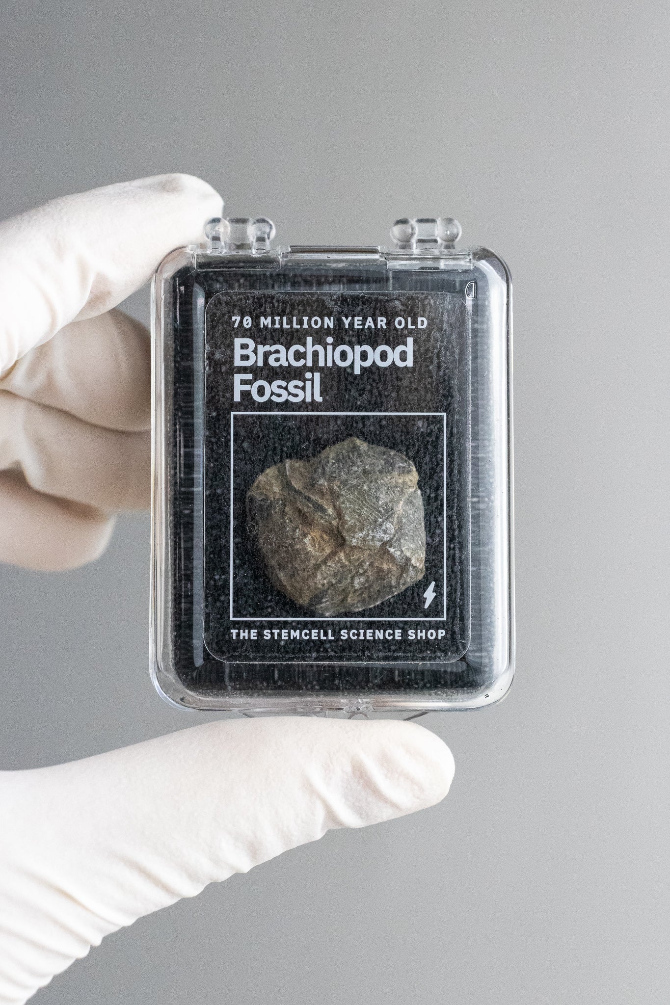 Brachiopod Fossil