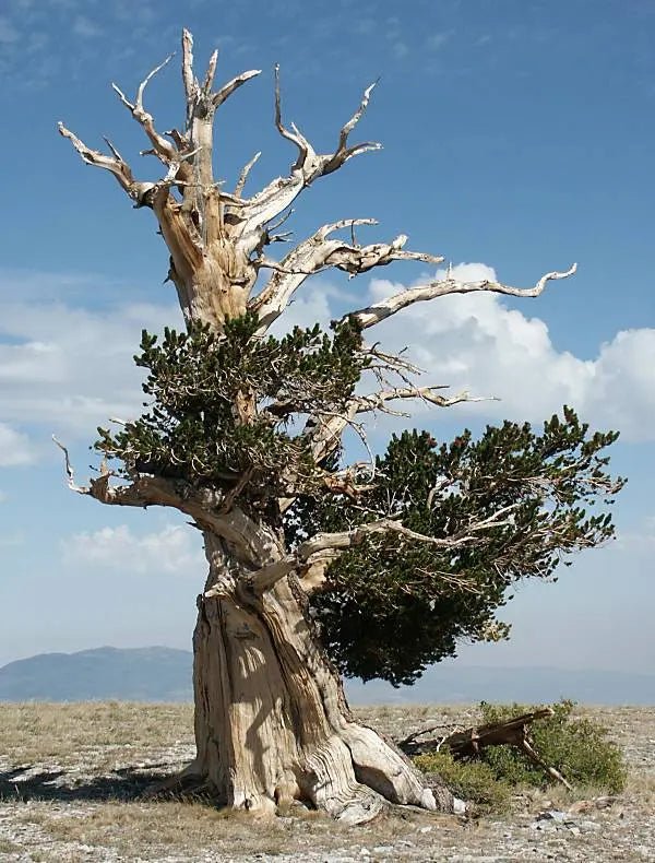 Bristlecone Pine Seeds