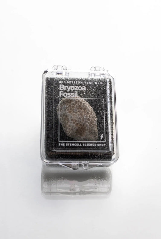 Bryozoa Fossil