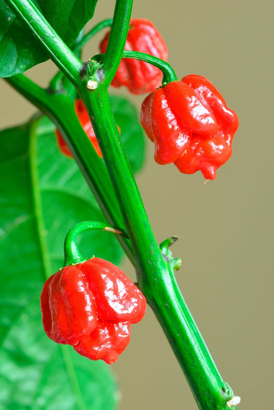Carolina Reaper Seeds