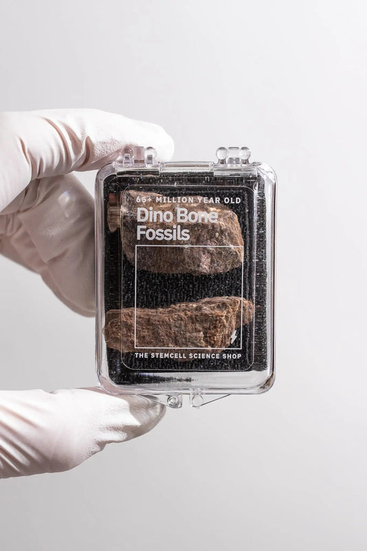 Dinosaur Bone Fossil Fragments