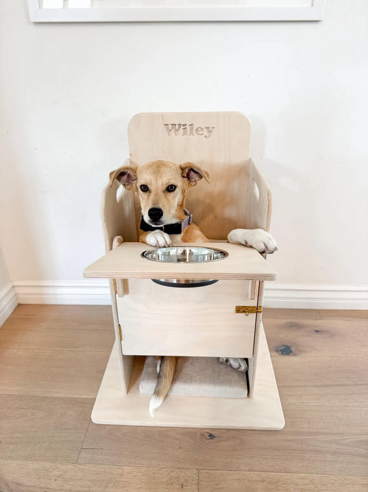 BAILEY- Dog High Chair for Megaesophagus