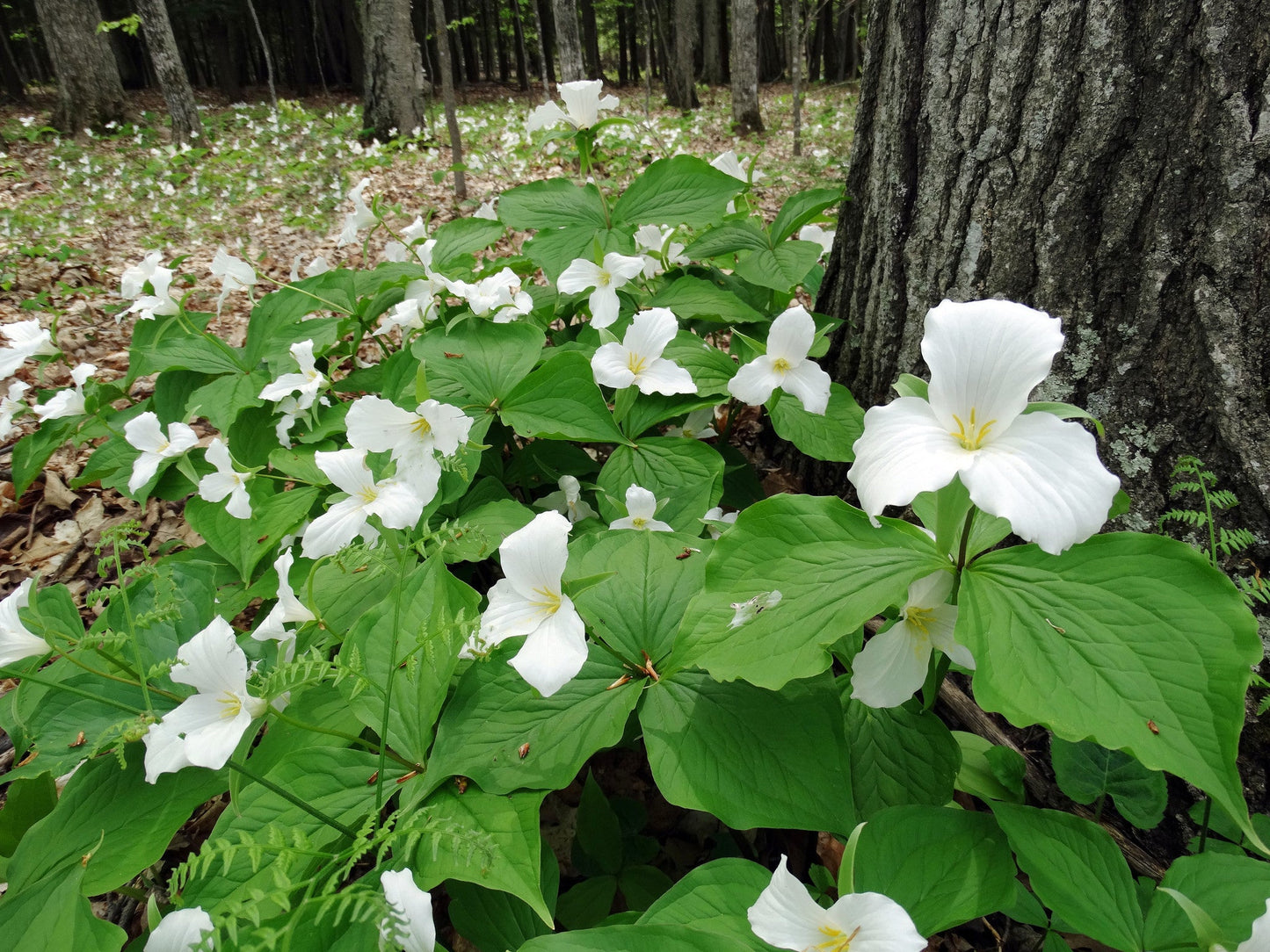 Capture Door County: Seasons Behind the Door: A Photographic Look at Door County's Seasons